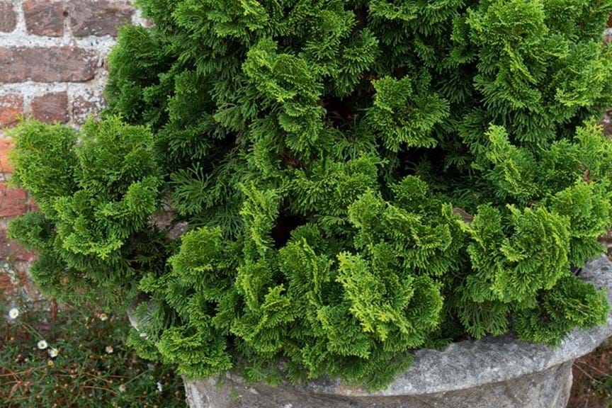 How to Grow Chamaecyparis