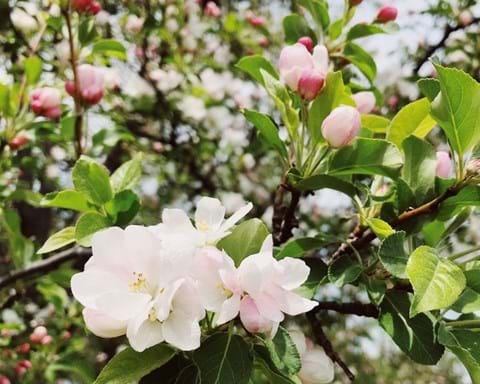 How to Grow Crab Apple