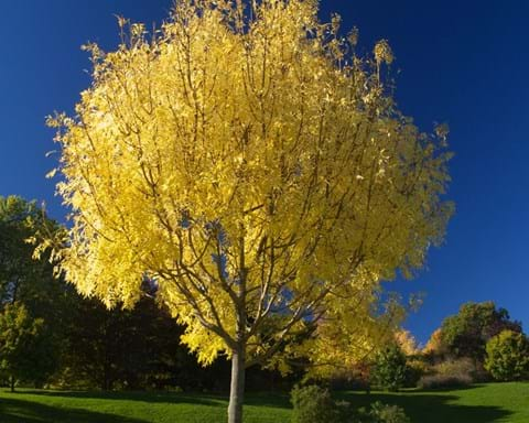 How to Grow Golden Ash