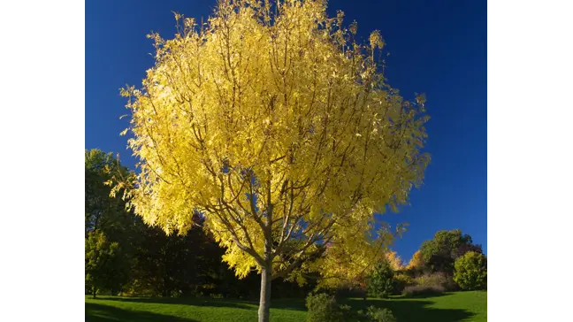 How to Grow Golden Ash