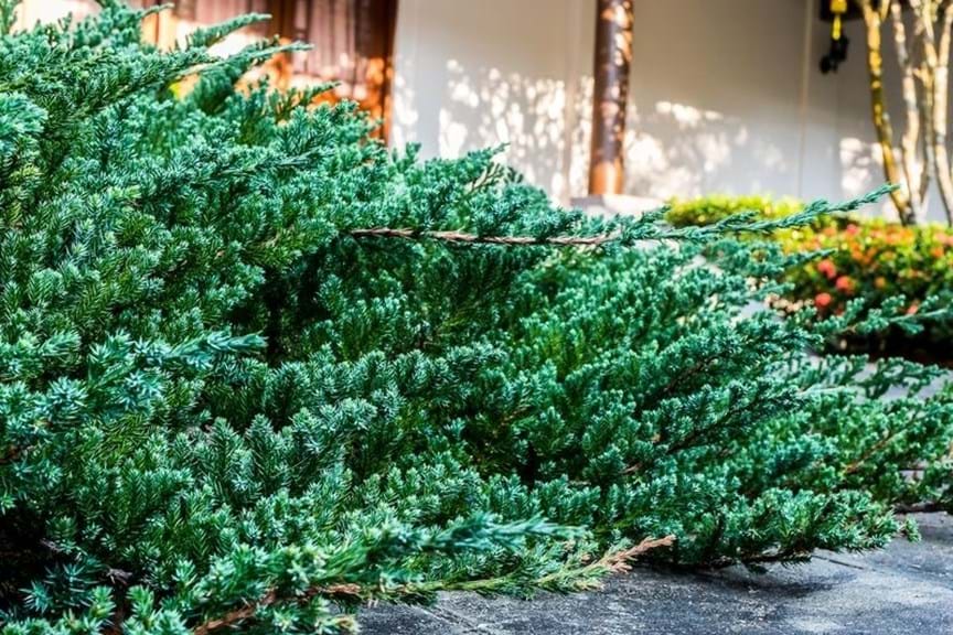 How to Grow Juniper
