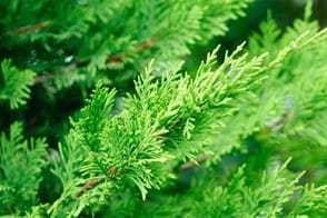 How to Grow Leighton Green Conifer
