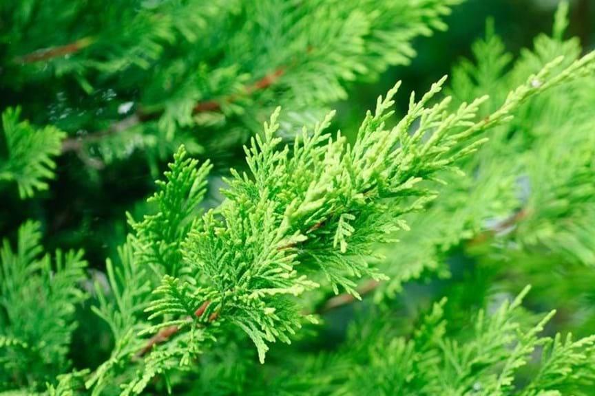 How to Grow Leighton Green Conifer