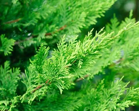 How to Grow Leighton Green Conifer