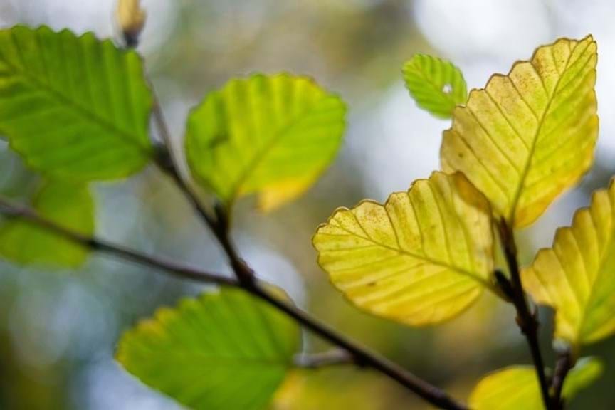 How to Grow Nothofagus