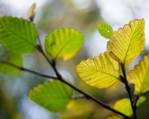 How to Grow Nothofagus