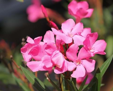 How to Grow Oleander