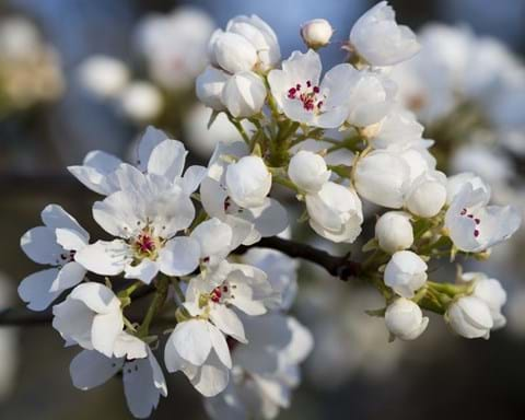 How to Grow Ornamental Pear