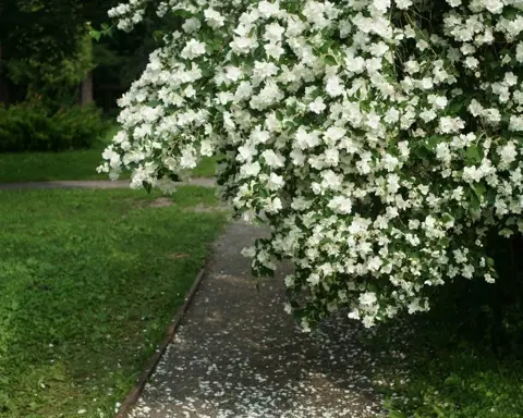 How to Grow Philadelphus