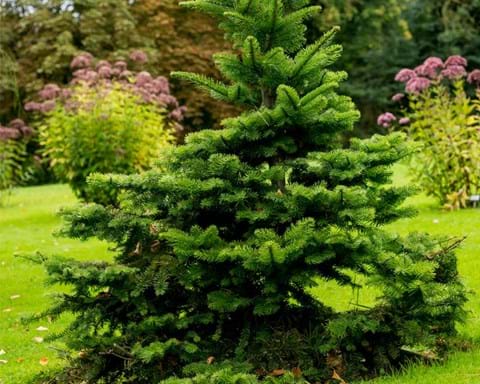 How to Grow Picea