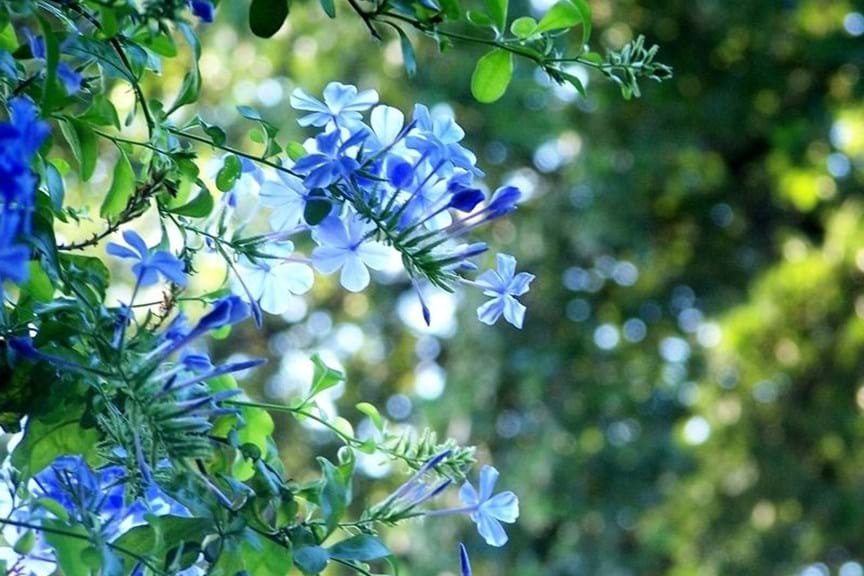 How to Grow Plumbago
