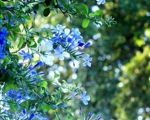 How to Grow Plumbago