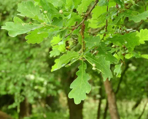 How to Grow Quercus