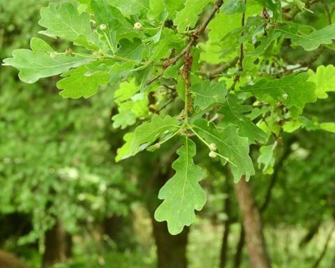 How to Grow Quercus