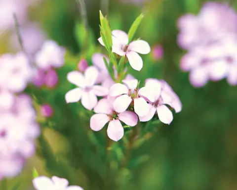 How to Grow Diosma