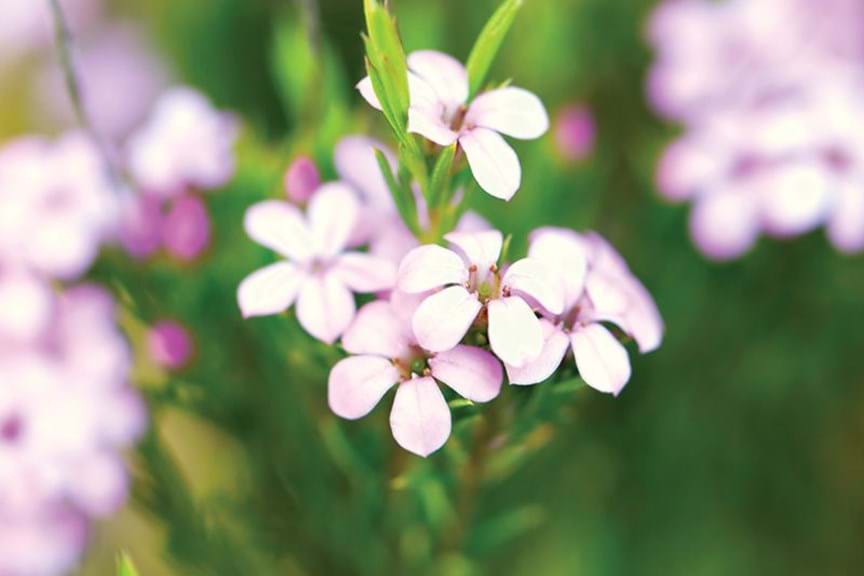 How to Grow Diosma
