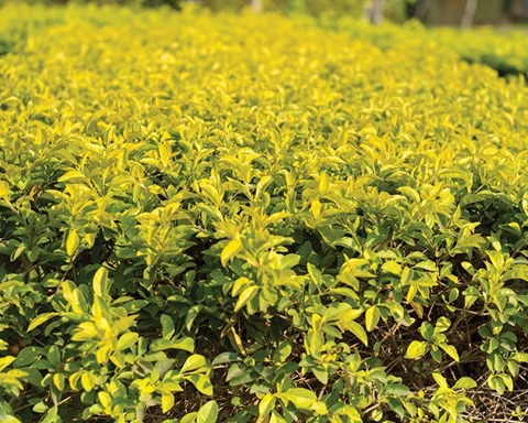 How to Grow Duranta