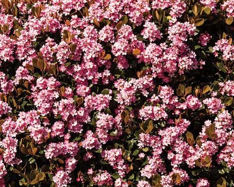 How to Grow Indian Hawthorn
