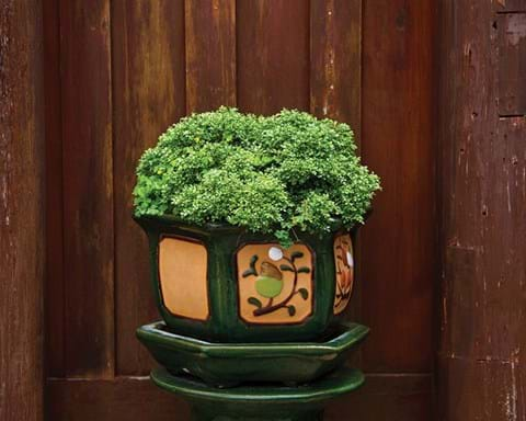 How to Grow Japanese Box