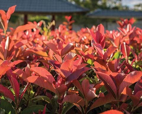 How to Grow Photinia