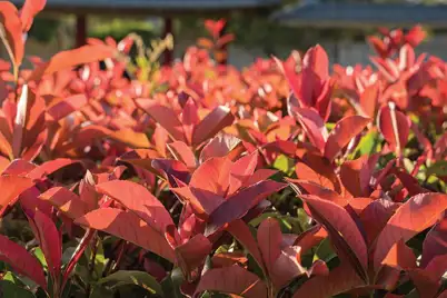Photinia