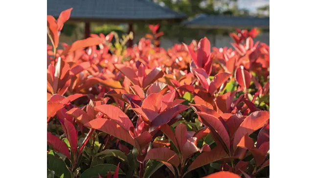 How to Grow Photinia