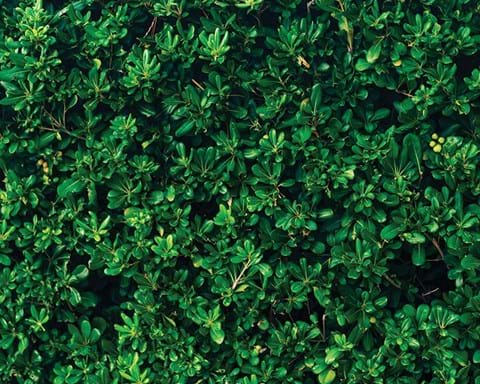 How to Grow Pittosporum