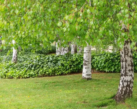 How to Grow Silver Birch