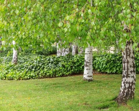 How to Grow Silver Birch