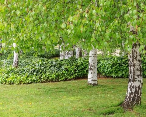 How to Grow Silver Birch