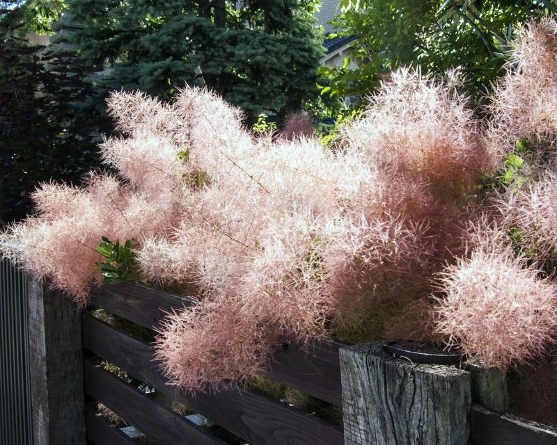 Image of Smoke bush tree in a container
