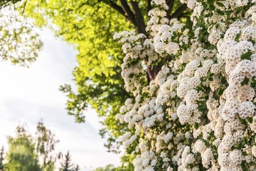 How to Grow Spiraea