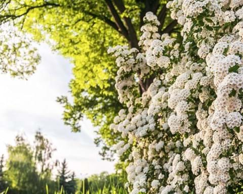 How to Grow Spiraea