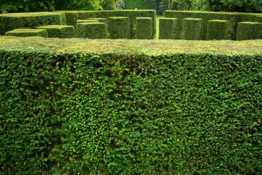 How to Grow Taxus