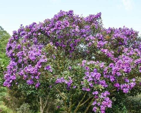 How to Grow Tibouchina