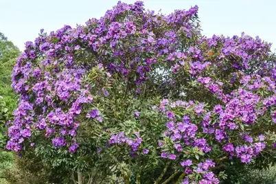 Tibouchina