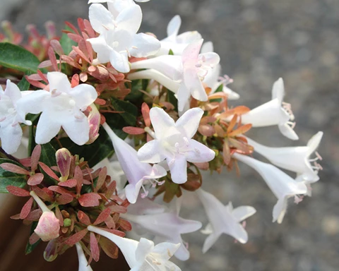 How to Grow Abelia