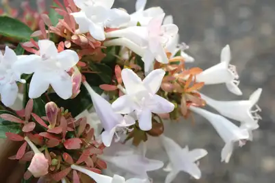 Abelia