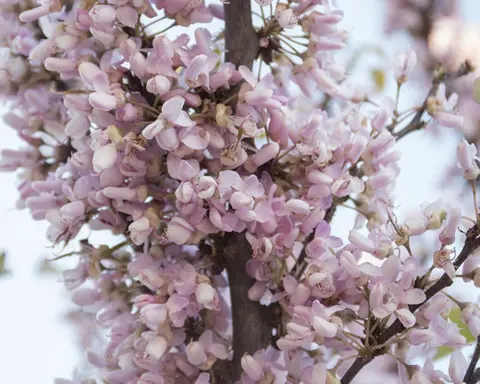 How to Grow Cercis