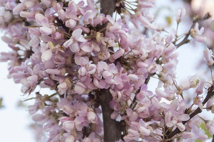 How to Grow Cercis