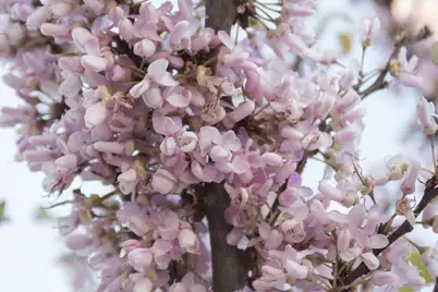 Cercis