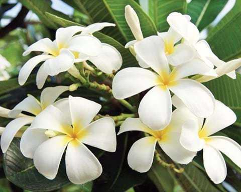 How to Grow a Frangipani Tree