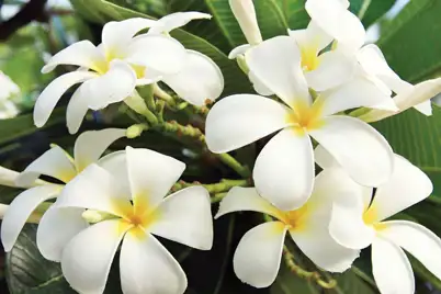 Frangipanis