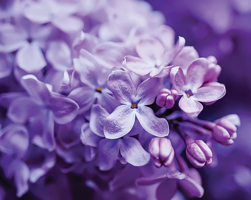 How to Grow Lilacs | Yates Australia
