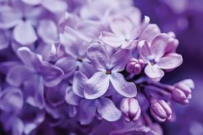 How to Grow Lilacs