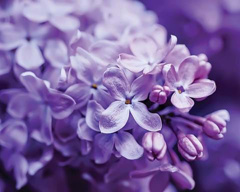 How to Grow Lilacs