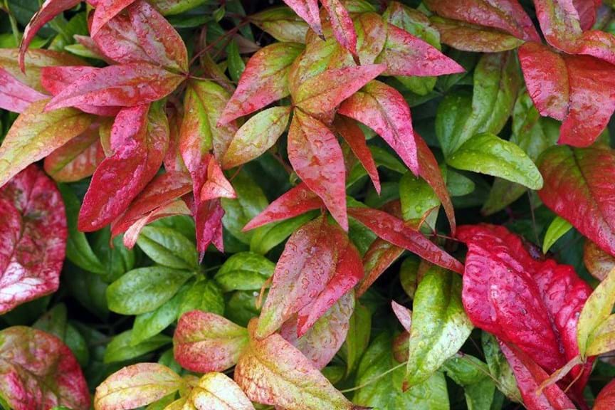 How to Grow Nandina