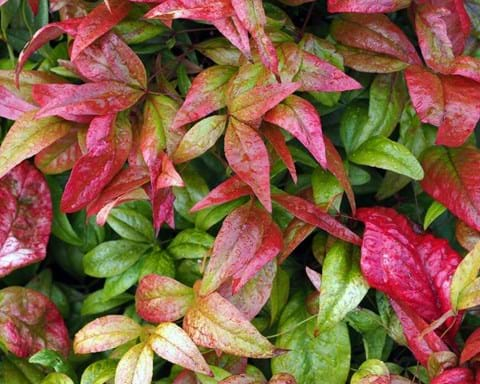 How to Grow Nandina