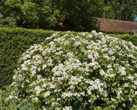 How to Grow Viburnum