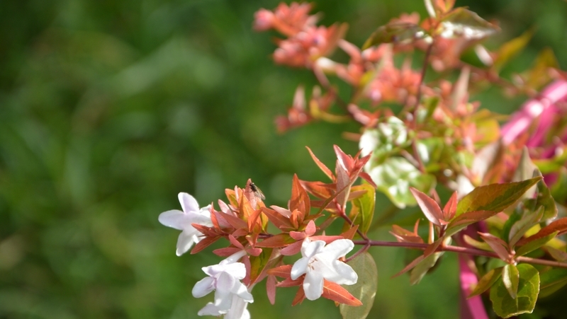 how to grow abelia 2